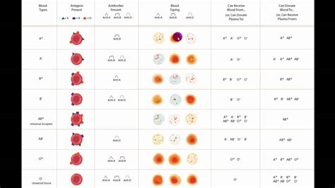 [最も共有された！ √] rh- blood type chart 626712-Blood type chart parents rh factor