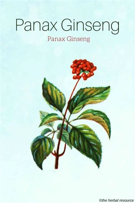 Panax Ginseng Herb Uses, Side Effects and Benefits