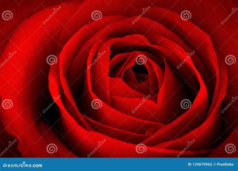 Close-up red rose stock photo. Image of beauty, water - 129079962