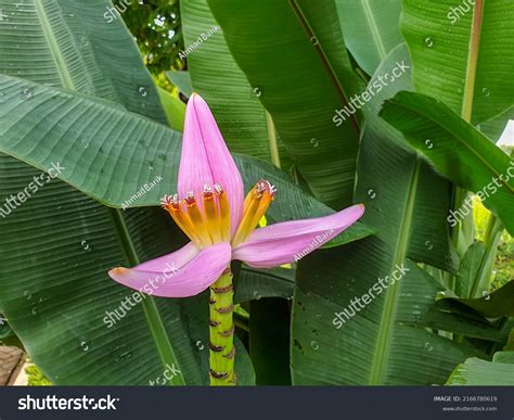 94,379 Banana Tree With Flower Images, Stock Photos & Vectors ...