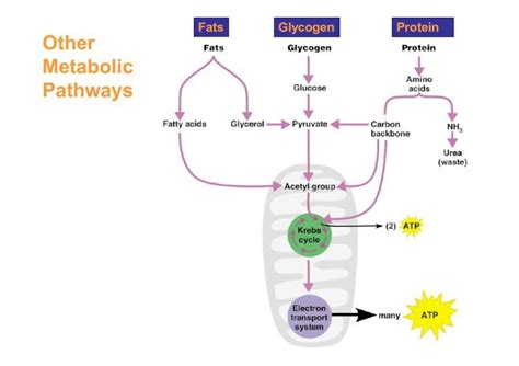 (PDF) Metabolismo ii fotossintese - DOKUMEN.TIPS