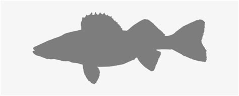 Favorite Fish - Walleye Fish Silhouette - Free Transparent PNG Download - PNGkey