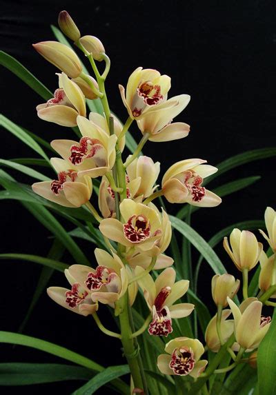 Cymbidium Orchid Care