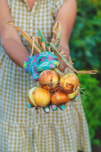 Premium Photo | Farmer harvesting onions in the garden Selective focus