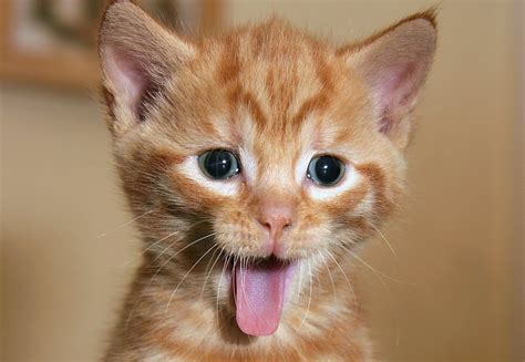 GREAT News: Funny Cat Videos Are Actually Good for You