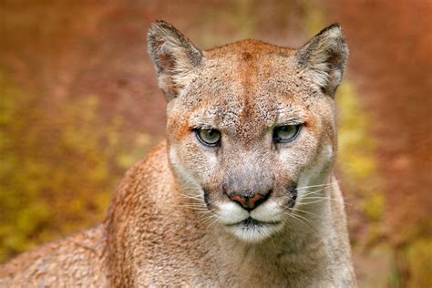 Pumas en Torres del Paine, documental de Smithsonian Channel