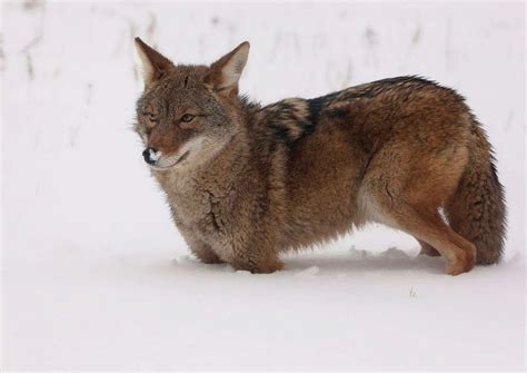 Coyote Habits - AnimalBehaviorCorner