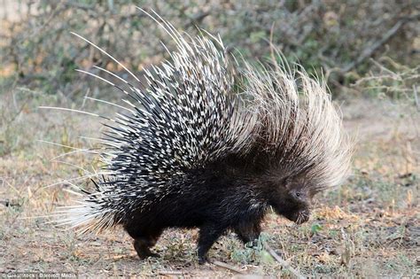 Hungry leopard spikes its paw on porcupine's quills | Animals, Bald eagle, Mammals