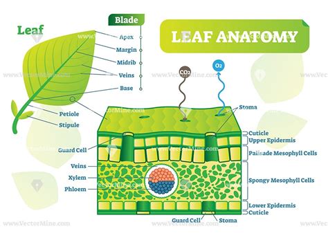 Leaf anatomy vector illustration diagram | Life science lessons ...