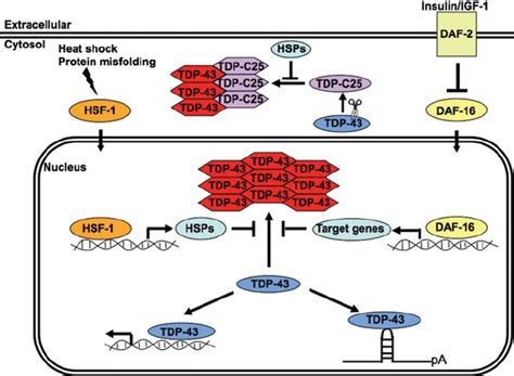 A model of TDP-43 misfolding and aggregation as a modulator of its ...