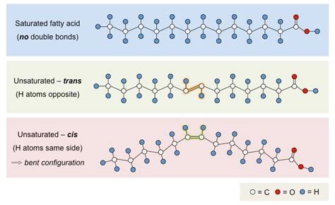 Fats: Structure and Function - Lavender + Lab Coats