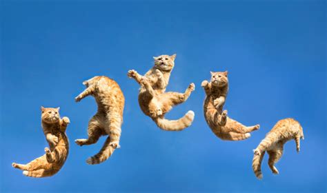 Jumping Cat Images – Browse 51,431 Stock Photos, Vectors, and Video ...