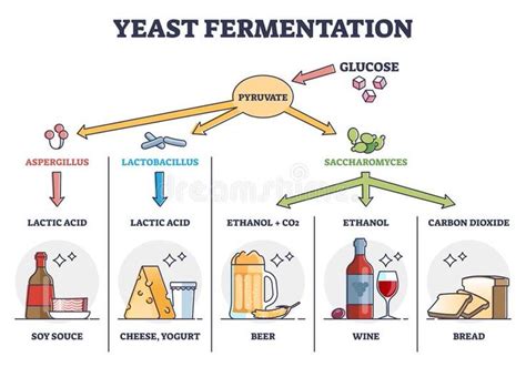 the yeast fermentation process is shown in this diagram, with different types of yeast