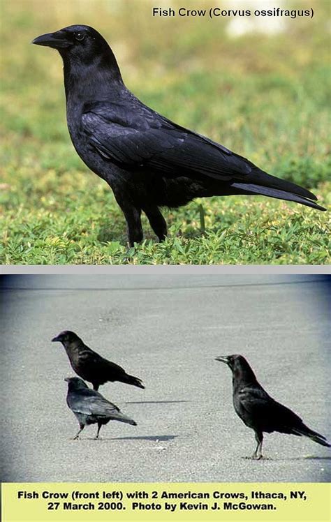 Fish crow compared to American crows Raven Bird, Crow Bird, Magpie Image, Crow Facts, One For ...