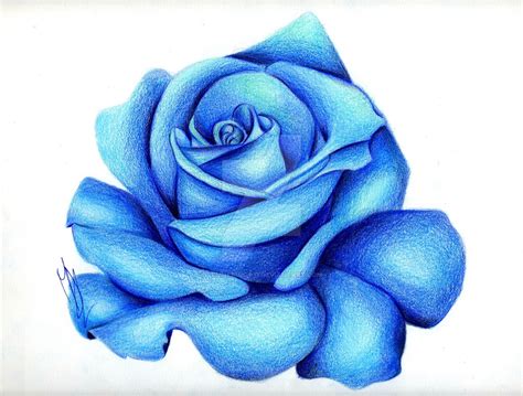 Blue Rose Drawing at GetDrawings | Free download