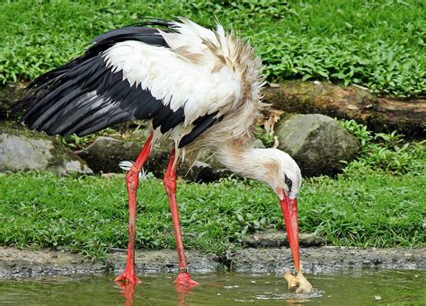 Free picture: beak, feather, nature, stork, bird, animal, wildlife, wild