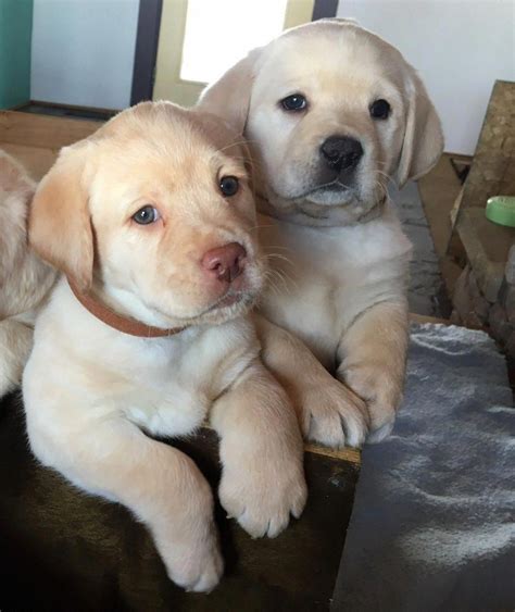 English Yellow Lab Puppies For Sale Near Me / 1 Labrador Retriever ...