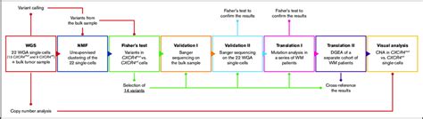 Workflow of the single-cell WGS analysis. Schematic representation of... | Download Scientific ...