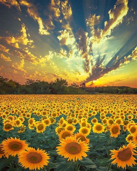 Sunflower field in Ukraine. : r/pics