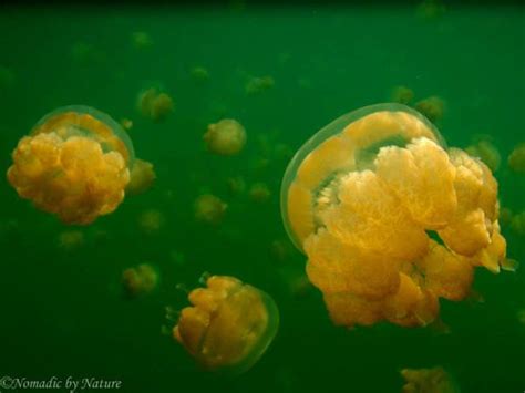 Palau’s Golden Jellyfish of the Sun • Nomadic by Nature