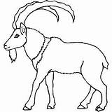 Mountain Goat Coloring Pages At GetDrawings  Free Download sketch template