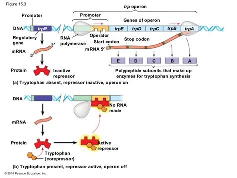 Trp. Operon Diagram | Quizlet