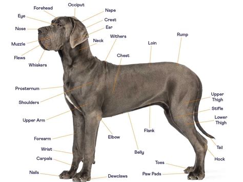 The Ultimate Dog Anatomy Guide 2022