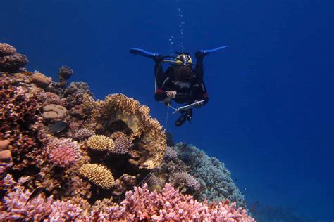 Blue Project: Shiseido partners Reef Check Malaysia to raise awareness on coral reef ...