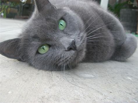 Grey Cat Green Eyes | Flickr - Photo Sharing!