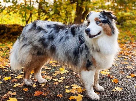 Blue Merle Australian Shepherd: The Complete Dog Breed Guide - K9 Web