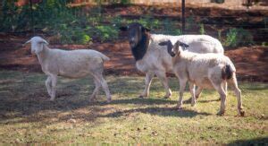 Which are the best sheep breeds in Kenya? | Agcenture