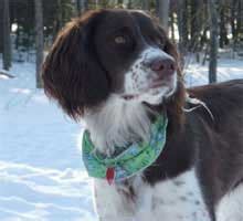 Free English Springer Spaniel: Training Mini Course