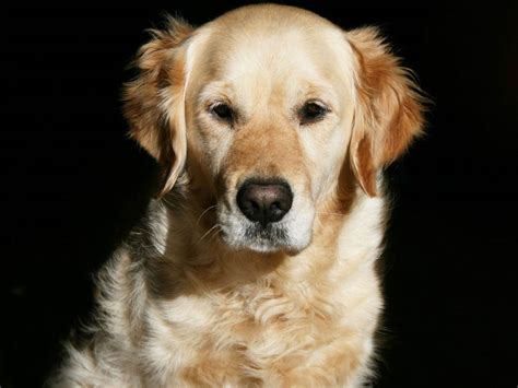 🔥 [40+] Golden Retriever Puppies Wallpapers Desktop | WallpaperSafari