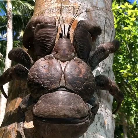 🔥 The Coconut Crab 🦀 : r/absoluteunit