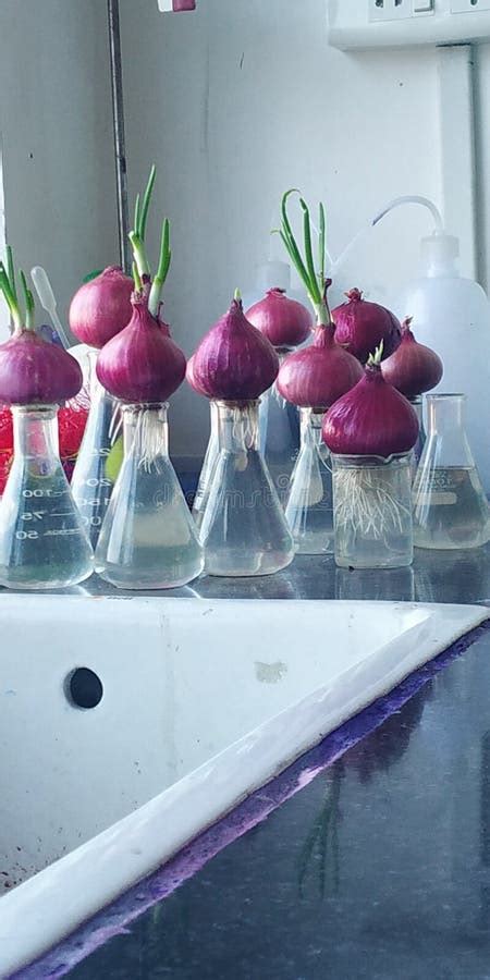 Growing Onion Root in a Laboratory for Chromosomal Analysis Oc Stock Photo - Image of onion ...