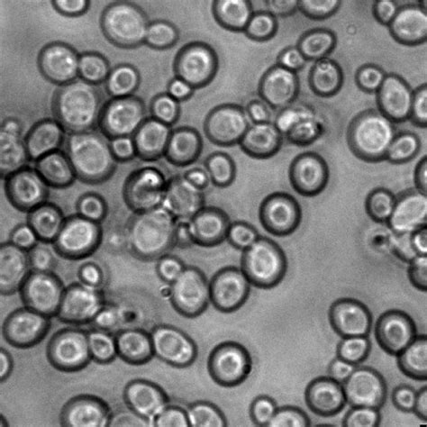 | Basic sketch of anticipated changes of ion transport in yeast cell... | Download Scientific ...