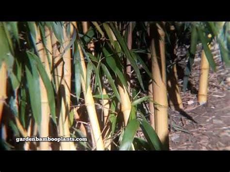 Spring is Coming Add Mulch to Bamboo Phyllostachys Aurea Fishpole Bamboo | Bamboo plant care ...