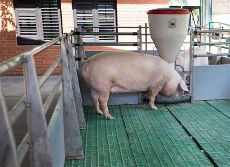 American Landrace Pig Breed Information and Guide