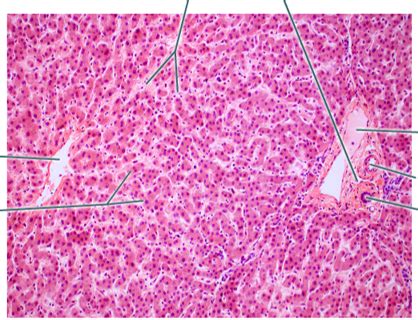 Liver Histology Diagram