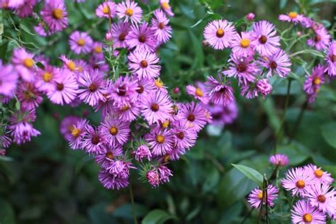 Grow These Perennials for Brilliant Fall-Blooming Flowers