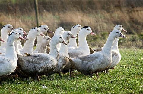 Duck Farm Stock Photos, Pictures & Royalty-Free Images - iStock