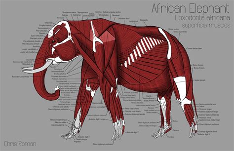 Chris Roman: Elephant Anatomy Study