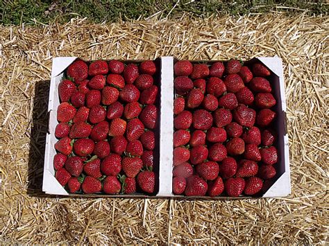 California Strawberry Festival – Oxnard, California | Mama Likes To Cook