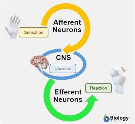 Afferent Nerve - Definition and Examples - Biology Online Dictionary