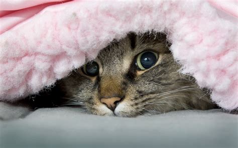 Free photo: Hiding cat - Animal, Bush, Cat - Free Download - Jooinn