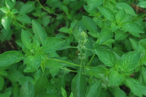 Suria Helang Lui: Edible Landscape - Kemangi (Lemon Basil)