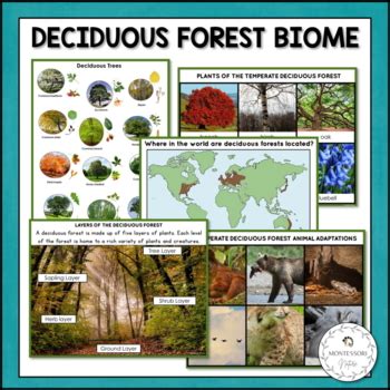 Deciduous Forest Biome Characteristics, Animal and Plant Adaptations