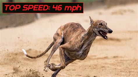 The Top 10 Fastest Land Animals in the World - Owlcation