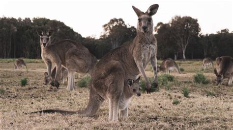 Kangaroo Fact Sheet | Blog | Nature | PBS