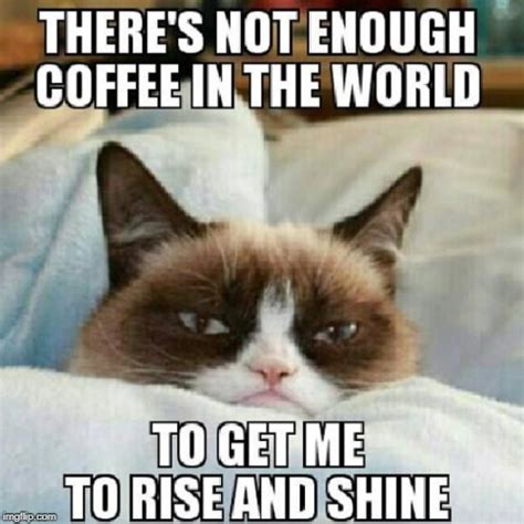 grumpy cat needs coffee - Imgflip